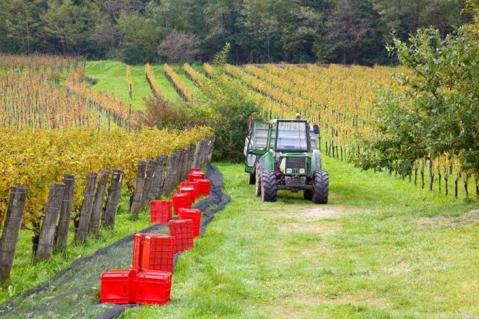 Un tracteur enjambeur vert circule entre les rangées de vignes pendant les vendanges.